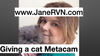 #whatvnsdo #planetrvn givingliquid medication to a cat - vet nurse tips