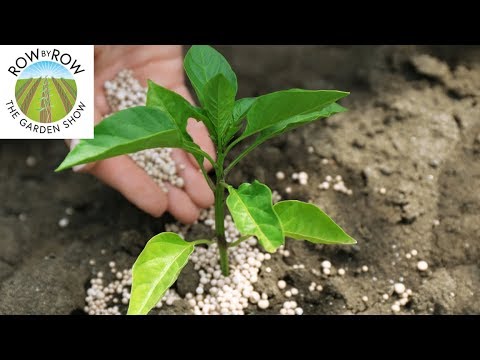 Video: Top Dressing Of Peppers With Ash: In The Greenhouse And In The Open Field. How To Fertilize Correctly? Do Peppers Love Watering With Ash Infusion?