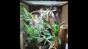 Creating a Bioactive Vivarium for my Madagascan Day Gecko!🦎 