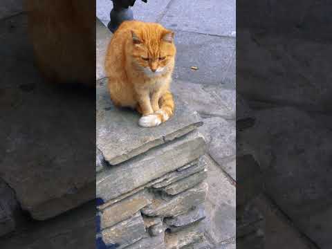This cute female brown cat it’s  cute and just wants to rest #catshorts #shorts