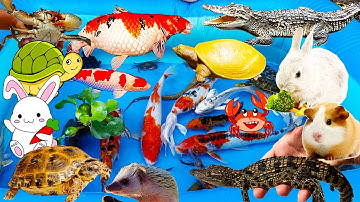 Đi Bắt Cá Gặp Chú Chim Cánh Cụt, Bắt Chú Cá Sấu Dễ Thương, Mở Trứng Khủng Long Ra Con Rùa, Thỏ