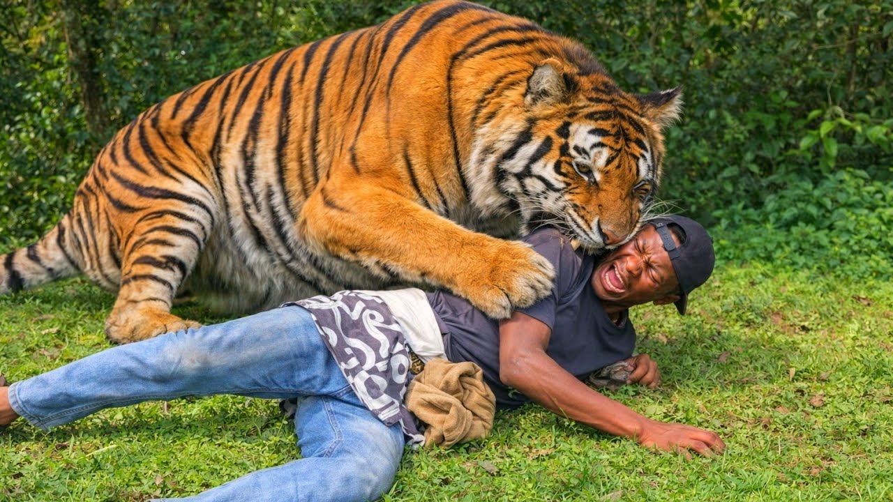IMPOSSIBLE 😱 “He Thought He Was Safe in the Forest… A Tiger Attacked His Head 🐅 | Real Footage” 