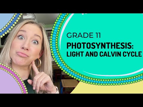 Photosynthesis : Light Dependent And Calvin Cycle