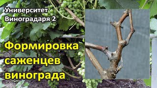 11. Формировка саженцев винограда. Правильная и ускоренная формировки (Бонусное видео)
