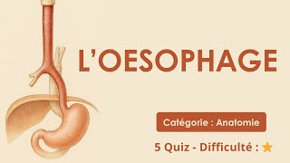 L’Oesophage - Catégorie : Anatomie