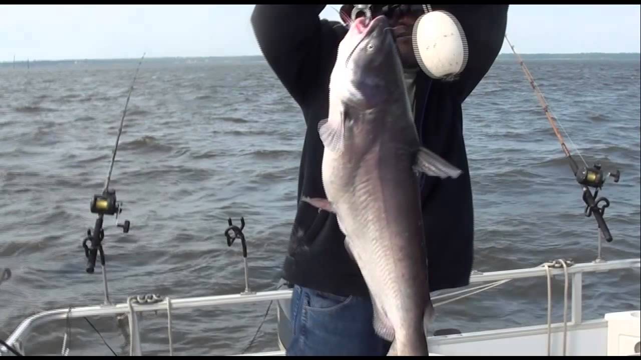 BIG CATFISHING SANTEE COOPER (LAKE MARION) YouTube