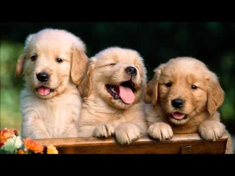 36 Beautiful Examples Of Animals FULL HD