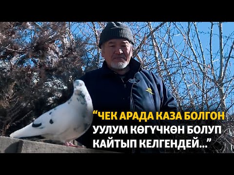 Video: Көлмө суусун ичүү менин итимди оорутуп алабы?