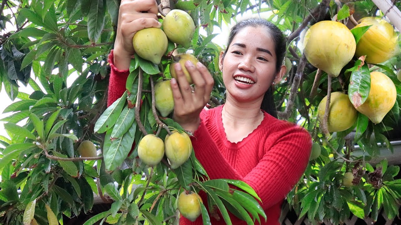 Tasty Pick Egg Fruit - Egg Fruit Canistel with Sweet Fish Paste Recipe | Samphos Kitchen Story