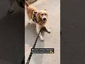 Who’s walking who? Does your dog also think they’re the boss on walks? 😂👇🐶#golden #iamgroot