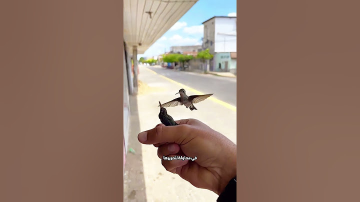 طيور تائهة تصبح أصدقاء هذا الرجل 🐦