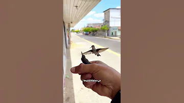 طيور تائهة تصبح أصدقاء هذا الرجل 