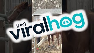 The Flash And Diva Scandal || ViralHog The Flash And Diva Scandal || ViralHog