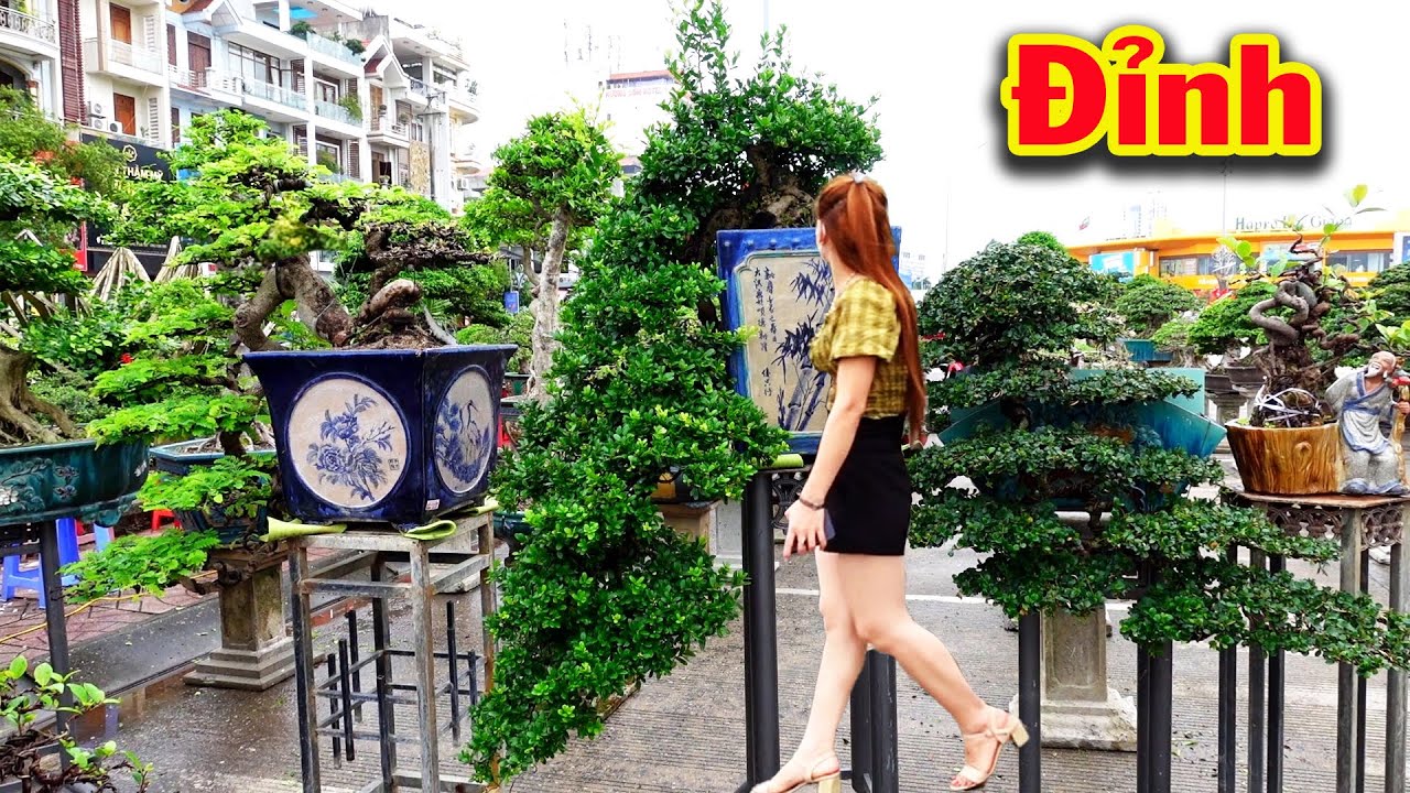 Phụ nữ cũng phải mê những cây đẹp này, đỉnh cao của cây cảnh nghệ thuật, si, hải châu, me, duối, sam