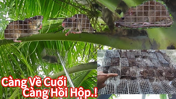 Một Buổi Thăm Hơn 100 Bẫy Chuột Dừa - Càng Về Cuối Càng Hồi Hộp!!