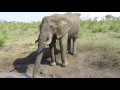 Elephant mud bath Kruger Park style.