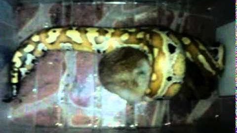 blood python eating a rabbit 1-2