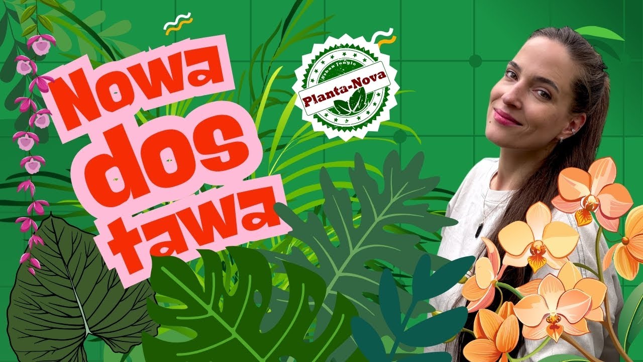 🚛Platycerium horn's suprise, madagascariense, Ph hastatum variegata, Pellaea atropurpurea i inni😄