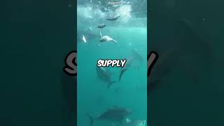 This Is Why You Cannot Buy A Live Tuna