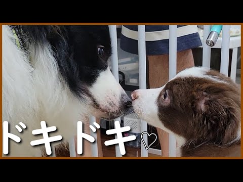 【初対面】ボーダーコリー子犬を先住犬たちと会わせてみました…