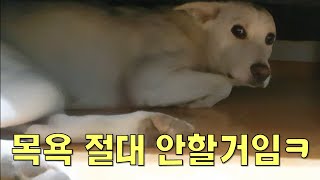 [화제의 목욕시리즈] 목욕 얘기만 꺼내면 냅다 도망가는 강아지ㅋㅋ | Dog Reaction When I Ask Her For A Bath | Korean Dog