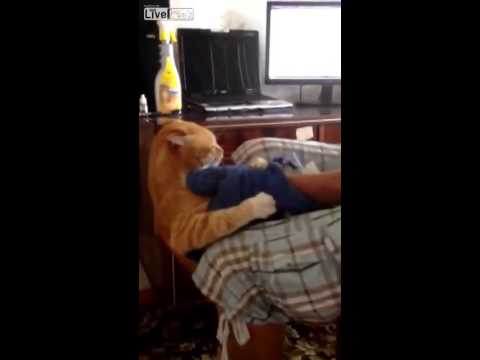 Russian Cat gets Angry