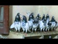 Dr zikria mujahid pigeons