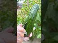 The Giant Green Harvest! 🥒🥝🍑🍊🍉🍅🥭#fruit #farming #vegetables #food #hindi