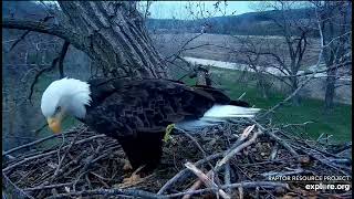 Decorah Eagles 5-2-22, 6:40 am Good looks at new BE pair, Y, N1