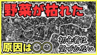 【家庭菜園の害虫】野菜が枯れた原因は？病気？害虫？苗？土？気温？水やり？【家庭菜園初心者が見つけにくい犯人】