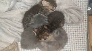 5 week old kittens sleeping by IBDALOVELY1 53 views 3 years ago 1 minute, 4 seconds