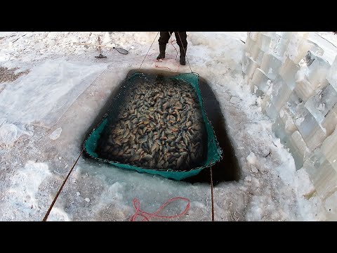 РЫБАЛКА НА ПАУК ПОДЪЁМНИК. КУЧА РЫБЫ! ТАКОГО УЛОВА Я ЕЩЕ НЕ ВИДЕЛ! Fishing in Russia