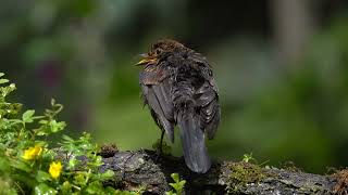 Common blackbird (female), Fekete rigó (tojó) Turdus merula