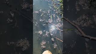 Snakehead fish's behavior is a reaction to movement on the water's surface