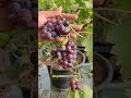El fertilizante asiático que hace crecer tus huertos frutales #fertilizante #plantas