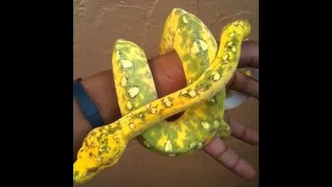 Green Tree Python Color Change Update