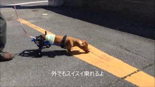 K9-Carts　犬用 車いす　ウィンクくん