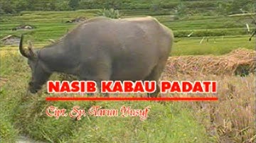 Yogi Novarionandes - Nasib Kabau Padati (Official Music Video)