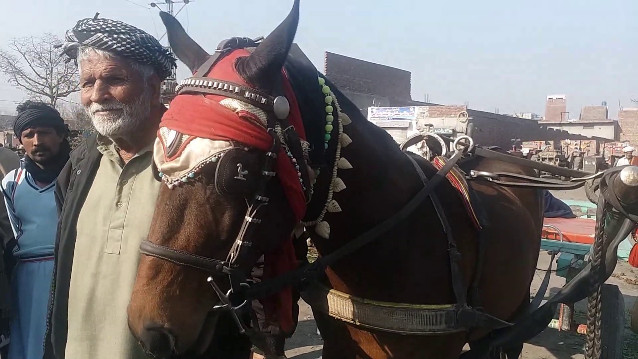 lahore horse mandi ma horse for sale by nawaz entertainment /lahore