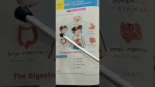 the digestive system         الجهاز الهضمي
