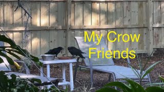 My Crow Friends by Papa Joe knows 103 views 2 days ago 2 minutes, 4 seconds