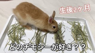 【うさぎのごはん】うさぎさんはどのチモシー（牧草）が好き？？