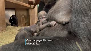 The Public Can Help Name a Baby Western Lowland Gorilla