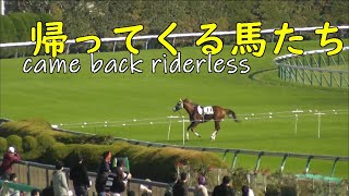 競馬　自分で帰ってくる馬たち