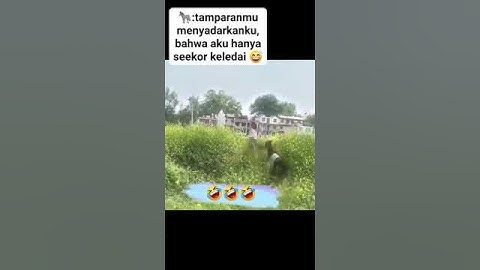 video lucu bikin ngakak #trending #video #hewan #kocak #tingkah #aksi #menghibur #lucu #videoshorts