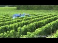 Traitement fongicide de la Vigne Protection phytosanitaire du vignoble