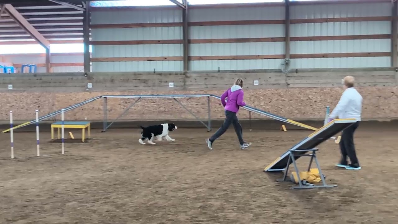 Fun Fur Paws Agility Run Ziggy 2/15/26  Std