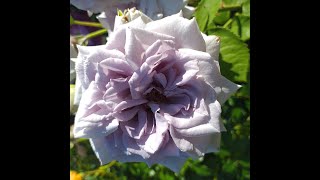 РОЗЫ японской селекции 5 сортов в моем саду #розы