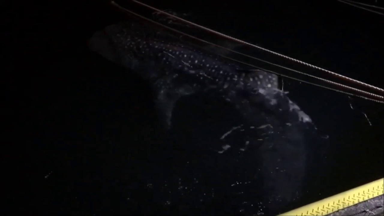 トピックス 青森 陸奥湾にジンベエザメ現る 最新情報 青森県営 浅虫水族館 水の世界を知る楽しさがここにある
