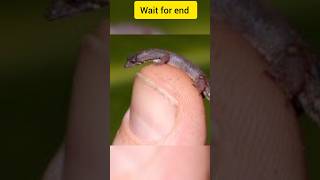 Most smallest animals in amazon jungle #facts #top10 #luxury